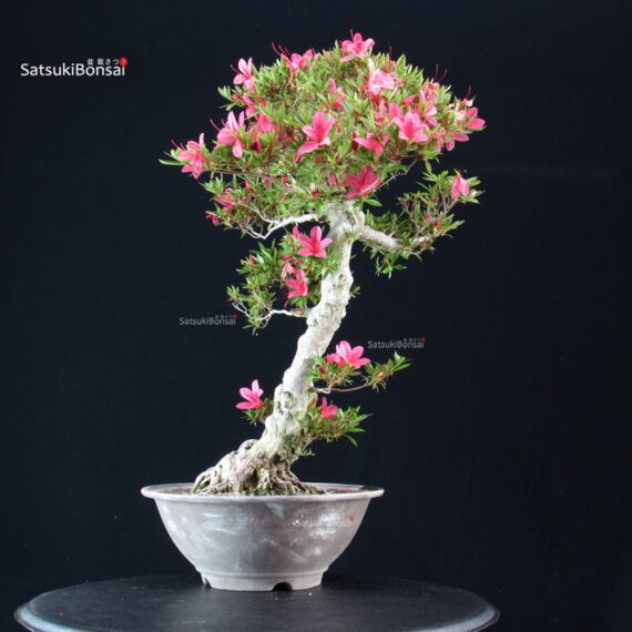 Azalea Satsuki KORIN - immagine 5