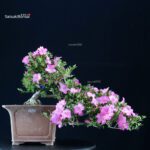 Azalea Satsuki TAKASAGO