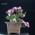 Azalea Satsuki TAKASAGO - immagine 3