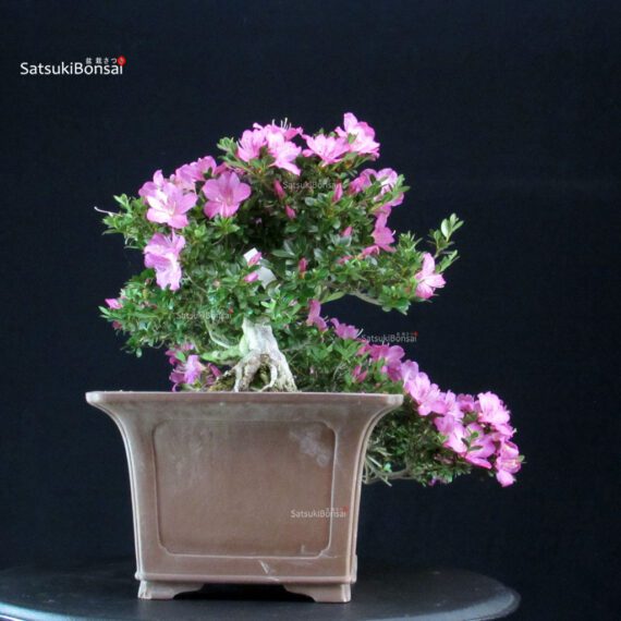 Azalea Satsuki TAKASAGO - immagine 3