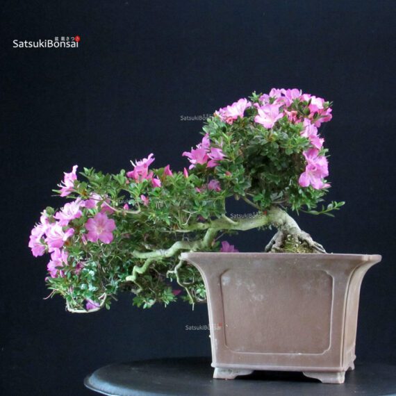 Azalea Satsuki TAKASAGO - immagine 4