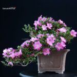 Azalea Satsuki TAKASAGO - immagine 5