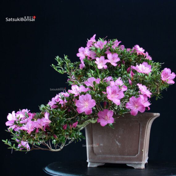 Azalea Satsuki TAKASAGO - immagine 5