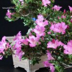 Azalea Satsuki TAKASAGO - immagine 2