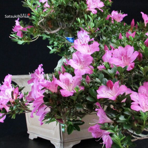 Azalea Satsuki TAKASAGO - immagine 2