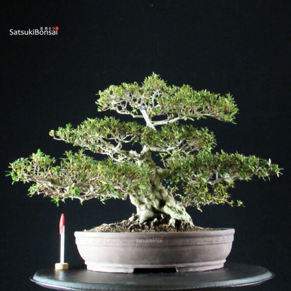 Azalea Satsuki GOKO VENDUTO - immagine 6