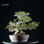 Azalea Satsuki GOKO VENDUTO - immagine 7