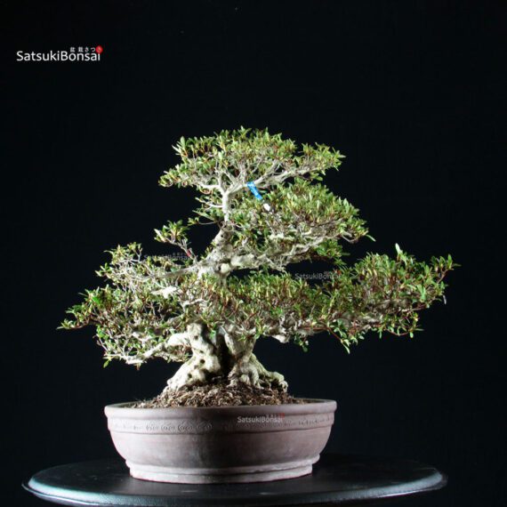 Azalea Satsuki GOKO VENDUTO - immagine 7