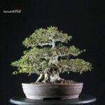 Azalea Satsuki GOKO VENDUTO - immagine 8