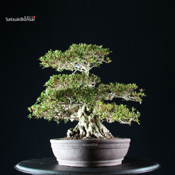 Azalea Satsuki GOKO VENDUTO - immagine 9