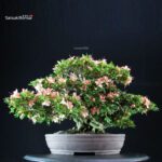 Azalea Satsuki GOKO VENDUTO