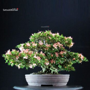 Azalea Satsuki GOKO VENDUTO