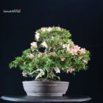 Azalea Satsuki GOKO VENDUTO - immagine 3