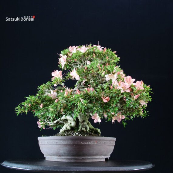 Azalea Satsuki GOKO VENDUTO - immagine 3