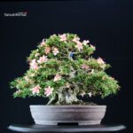 Azalea Satsuki GOKO VENDUTO - immagine 4