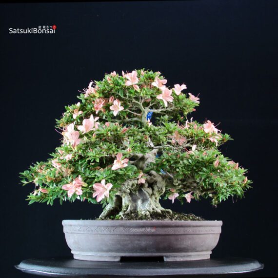 Azalea Satsuki GOKO VENDUTO - immagine 4