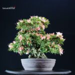 Azalea Satsuki GOKO VENDUTO - immagine 5