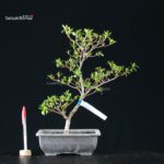 Azalea Satsuki SHIRAGIKU NO MAI