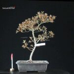 Azalea Satsuki KANUMA KOSUTSU - immagine 6