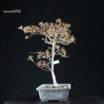 Azalea Satsuki KANUMA KOSUTSU - immagine 7