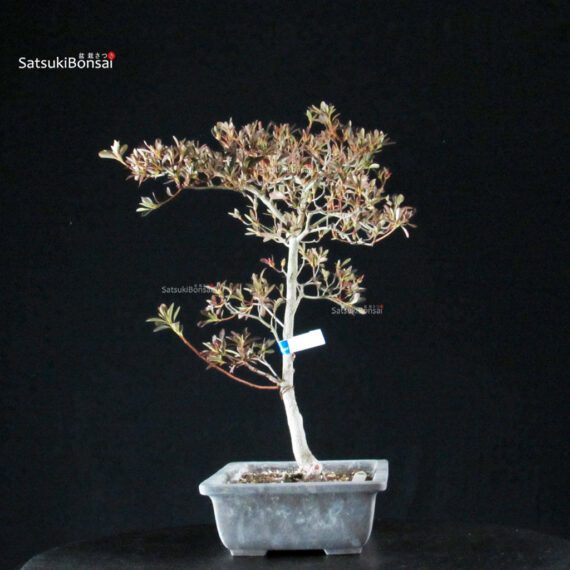 Azalea Satsuki KANUMA KOSUTSU - immagine 7