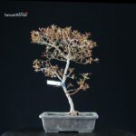 Azalea Satsuki KANUMA KOSUTSU - immagine 8