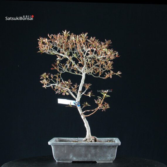 Azalea Satsuki KANUMA KOSUTSU - immagine 8