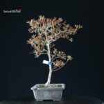 Azalea Satsuki KANUMA KOSUTSU - immagine 9