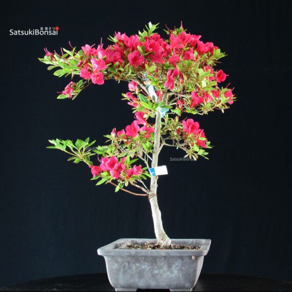 Azalea Satsuki KANUMA KOSUTSU - immagine 3