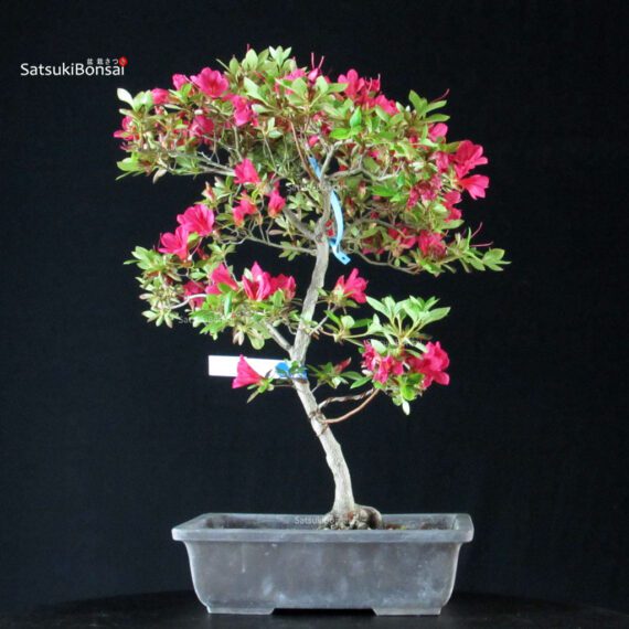 Azalea Satsuki KANUMA KOSUTSU - immagine 4