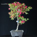 Azalea Satsuki KANUMA KOSUTSU - immagine 5