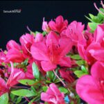 Azalea Satsuki KANUMA KOSUTSU - immagine 2