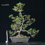 Azalea Satsuki Spp. - immagine 7