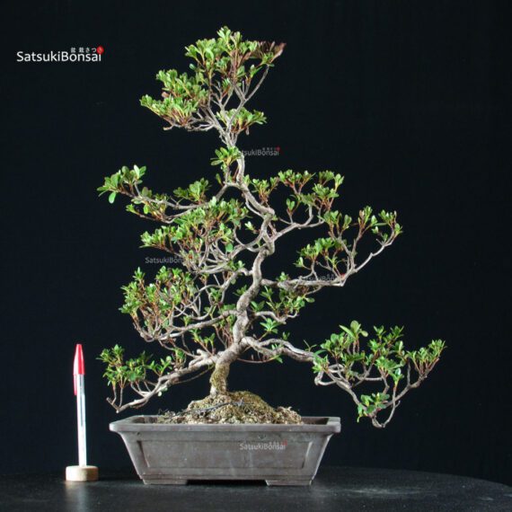 Azalea Satsuki Spp. - immagine 7