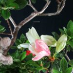 Azalea Satsuki Spp. - immagine 6