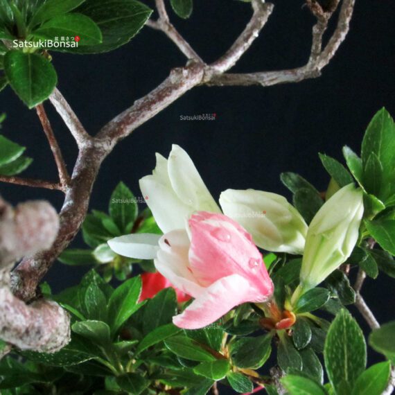 Azalea Satsuki Spp. - immagine 6