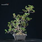 Azalea Satsuki Spp. - immagine 8