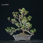 Azalea Satsuki Spp. - immagine 9