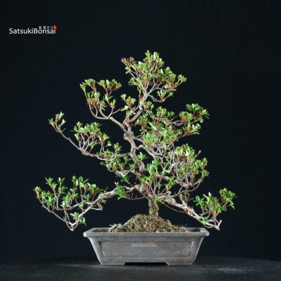 Azalea Satsuki Spp. - immagine 9