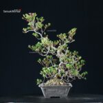 Azalea Satsuki Spp. - immagine 10