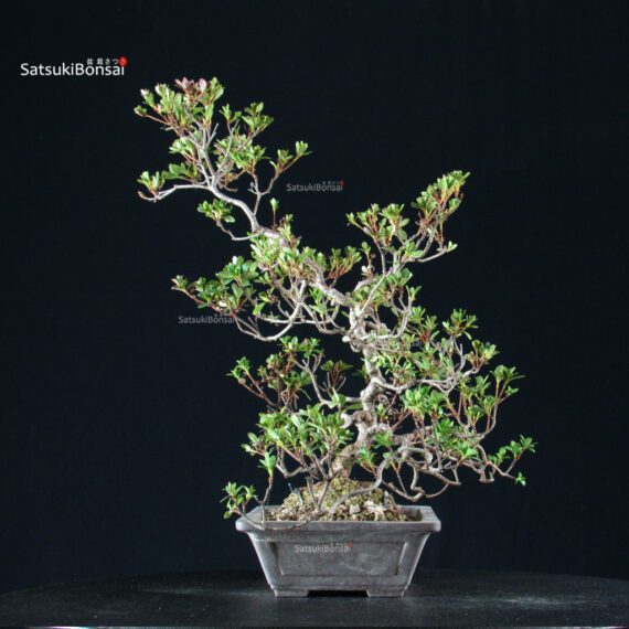 Azalea Satsuki Spp. - immagine 10