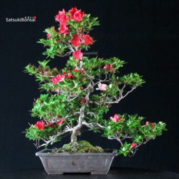 Azalea Satsuki Spp.