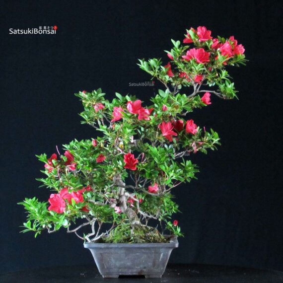 Azalea Satsuki Spp. - immagine 3