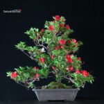 Azalea Satsuki Spp. - immagine 4