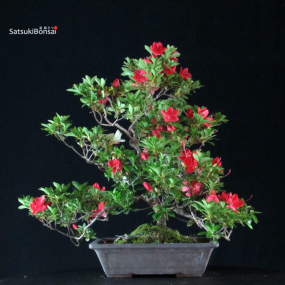 Azalea Satsuki Spp. - immagine 4