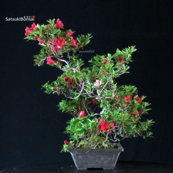 Azalea Satsuki Spp. - immagine 5