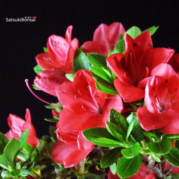 Azalea Satsuki Spp. - immagine 2