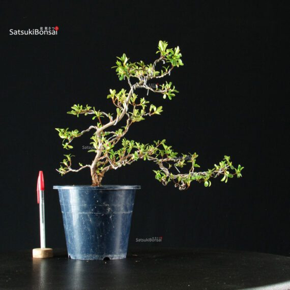 255396_1-Satsuki-Spp Azalea Satsuki HAKUSEN-NO-MAI - immagine 6