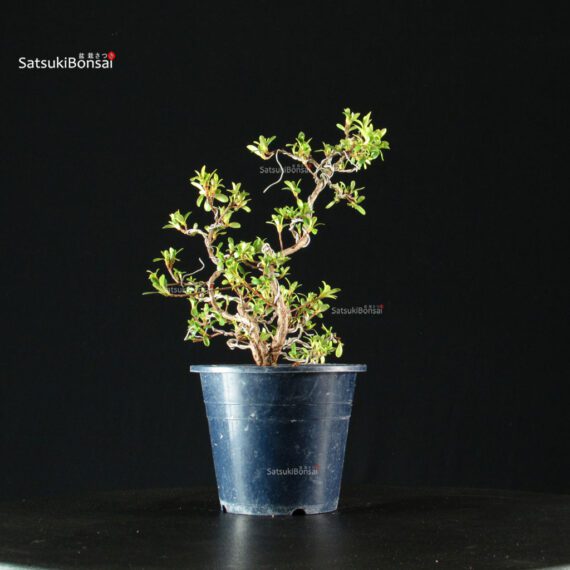 255396_2-Satsuki-Spp Azalea Satsuki HAKUSEN-NO-MAI - immagine 7
