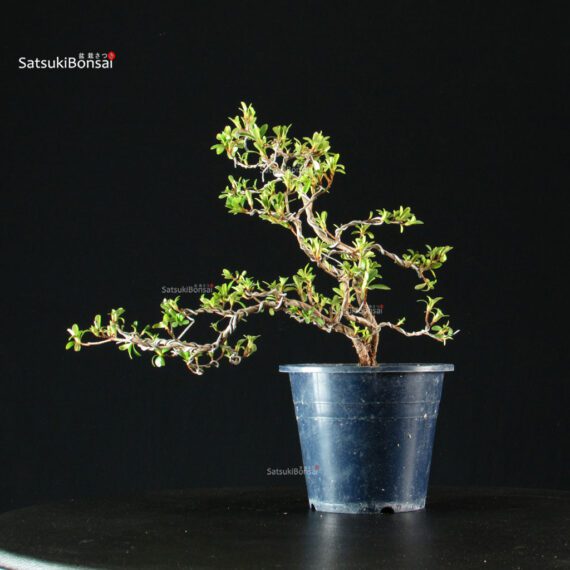 255396_3-Satsuki-Spp Azalea Satsuki HAKUSEN-NO-MAI - immagine 8